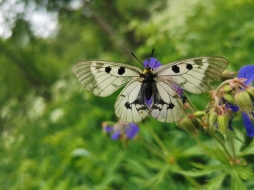 Ученые ВятГУ работают над изменениями Красной книги региона  Ученые ВятГУ работают над изменениями Красной книги региона