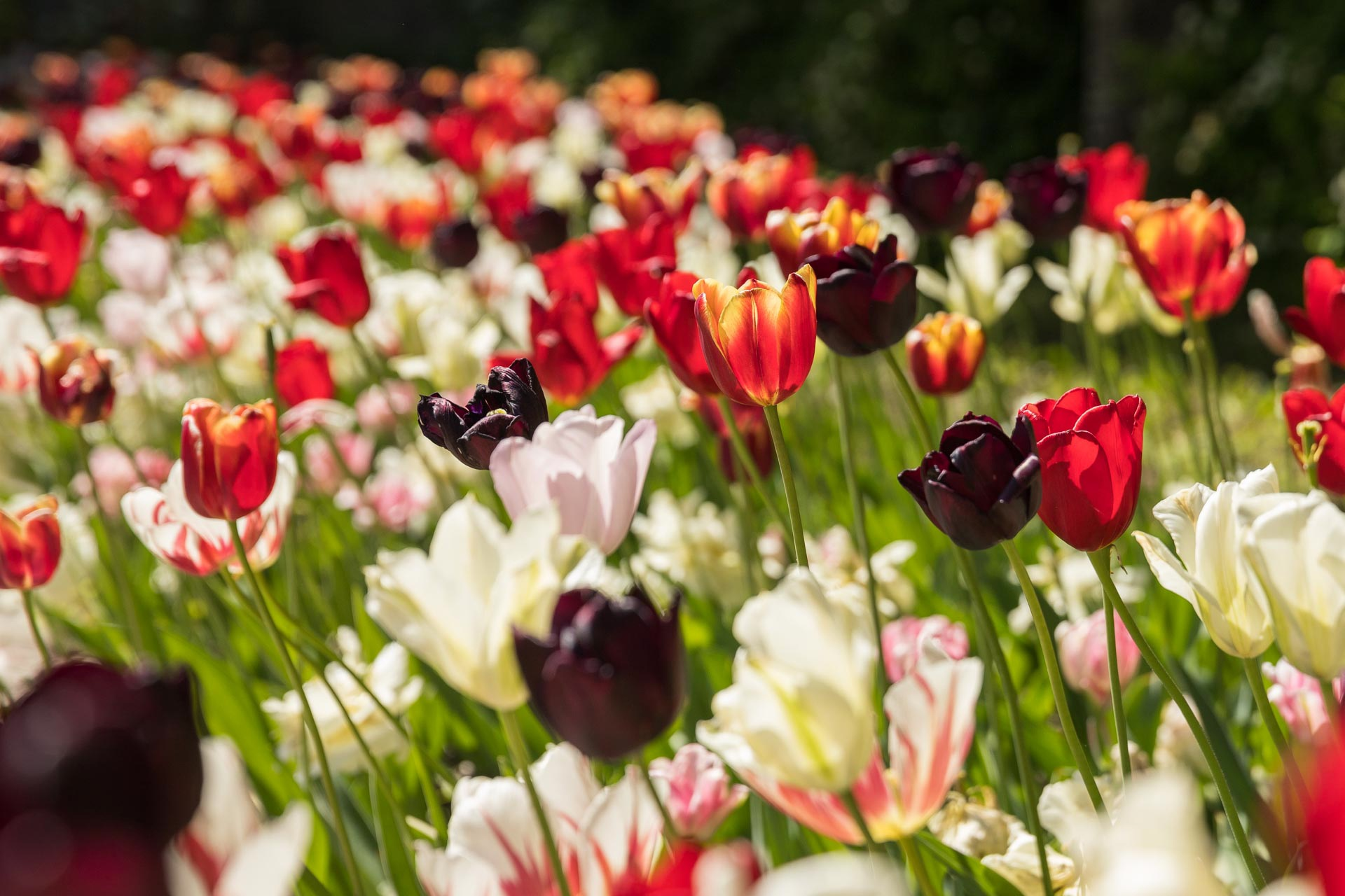 Рай для глаз: в Ботаническом саду ВятГУ зацвели несколько тысяч тюльпанов