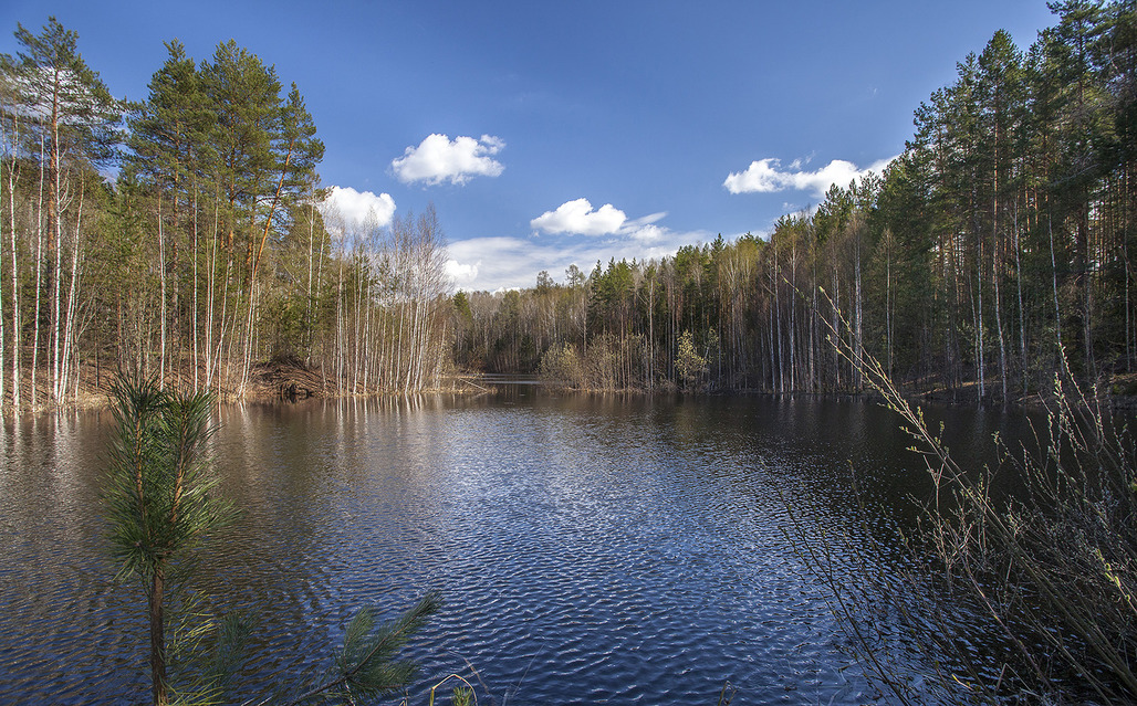 медведский бор 