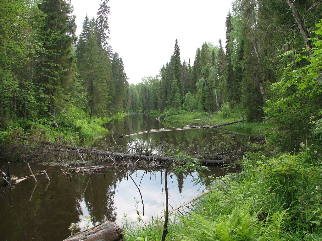 Лесное дело