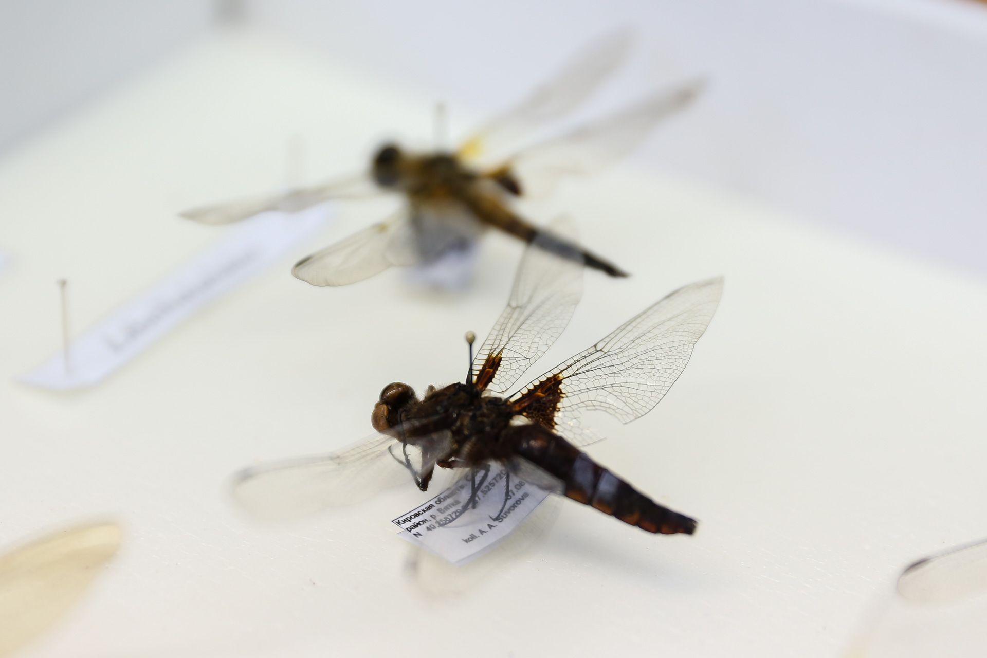 Ученые ВятГУ составили перечень насекомых региона