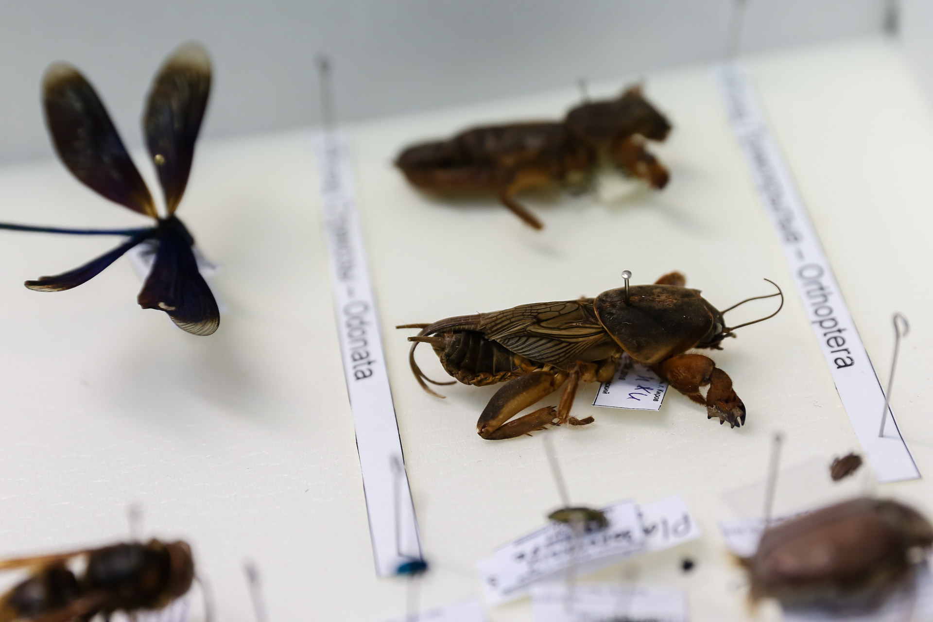 Ученые ВятГУ составили перечень насекомых региона
